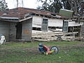 Refrigerator on roof of smashed house