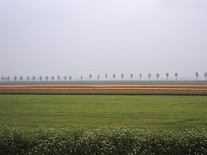 Bloembollenveld tussen Zeewolde en Almere