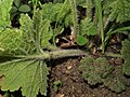 Yamagata City Wild Plants Garden, Japan