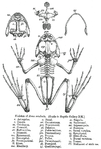 I grodans skelett har svansen tillbakabildats helt och bäckenet ersätter till stor del ryggraden. Därigenom blir ryggraden stel och klarar de påfrestningar som långa hopp innebär. Illustration: The fauna of British India including Ceylon and Burma, 1890.