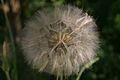 seed head