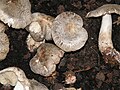 Tricholoma tigrinum