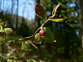 Squak Mountain State Park