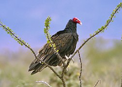 Zopilote (Cathartes aura).