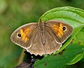 * Nomination Meadow Brown. --Quartl 06:56, 7 August 2010 (UTC)) * Promotion good --Mbdortmund 11:18, 7 August 2010 (UTC)