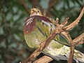 Ornate Fruit Dove