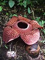 Bunga Rafflesia arnoldii