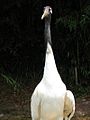 Japanese Red Crowned Crane