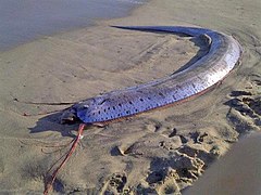 Le Régalec est un poisson géant allongé.