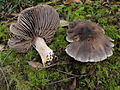 Tricholoma luteomaculosum