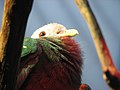 Wompoo Fruit Dove