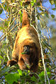 Brauner Brüllaffe (Alouatta fusca)