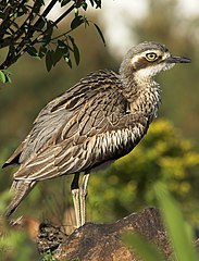 Bush stone-curlew