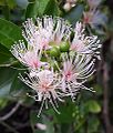 Capparis sepiaria