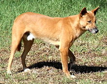 Ein hellbrauner Hund, ein Dingo, von der Seite fotografiert und nach rechts schauend