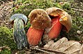 Boletus erythropus