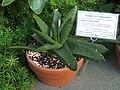 Gasteria croucheri té les fulles suaus, de color verd fosc i lleugerament glauques