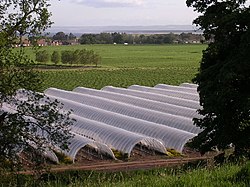 Not to be confused with these wee beasties: (Polytunnels on Balhungie Farm, Angus, Scotland)