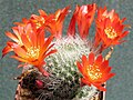 Rebutia senilis se vyznačuje hustým bělavým otrněním. Typ má oranžovočervené květy, variety květy různých barev. Rebutia.