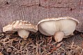 Lentinula edodes