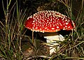 Amanita muscaria