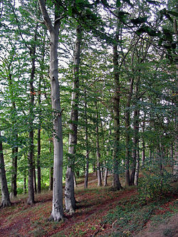 Η δασική οξιά Fagus sylvatica («φηγός η δασική»)