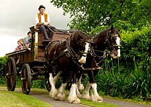 Deux chevaux foncés avec des marques blanches sur la tête et les membres tirant un chariot traditionnel en bois.