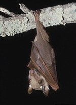 Thumbnail for Wahlberg's epauletted fruit bat