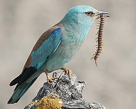 Europeesche scharreloare (Coracias garrulus)