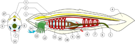 Anatomie - Animal