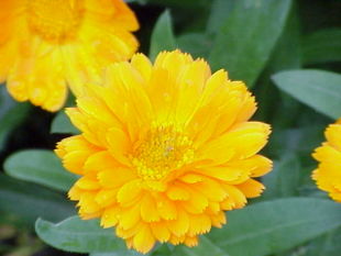 Have-Morgenfrue (Calendula officinalis).