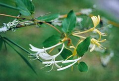 Lonicera japonica