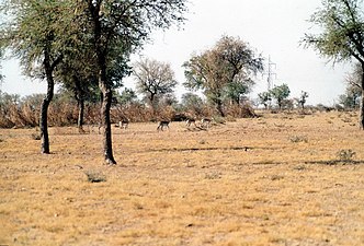 Steppenlandschaft mit Antilopen im nördlichen Rajasthan