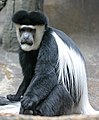 Eastern black-and-white colobus