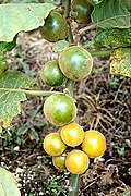 Fruits sur la plante.