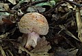 Amanita rubescens