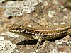 Italian Wall Lizard