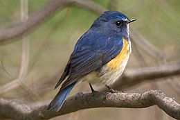 Mėlynuodegė (Tarsiger cyanurus)