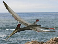 Pterodactyl - Flying Reptile