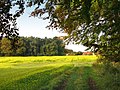 Rapsfeld bei Oerlinghausen