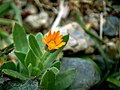 Rólna smjerdnička (Calendula arvensis).