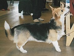 Welsh Corgi Pembroke,