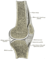 Sagittal section of right knee. Coronary ligament not labeled, but visible as connective tissue joining the wedge-shaped meniscus inferiorly to the perimeter of the tibial plateau.