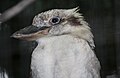 Kookaburra