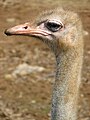 Ostrich