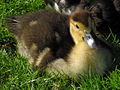 Older duckling