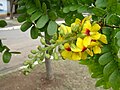 Inflorescence