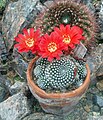 Rebutia marsoneri (syn. R. krainziana)