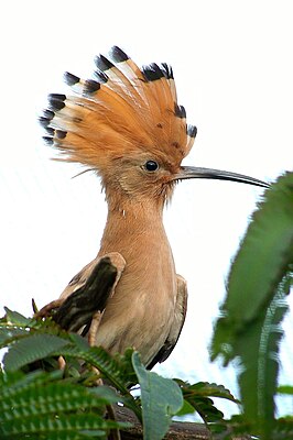 Hop (vogel)