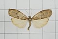 Gampola fasciata